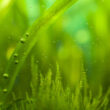 Nano Aquarium Algen entfernen
