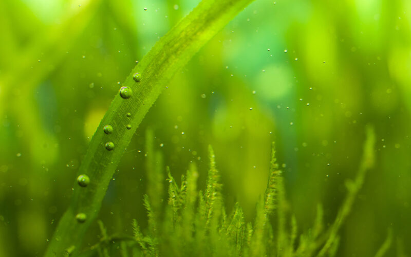 Nano Aquarium Algen entfernen