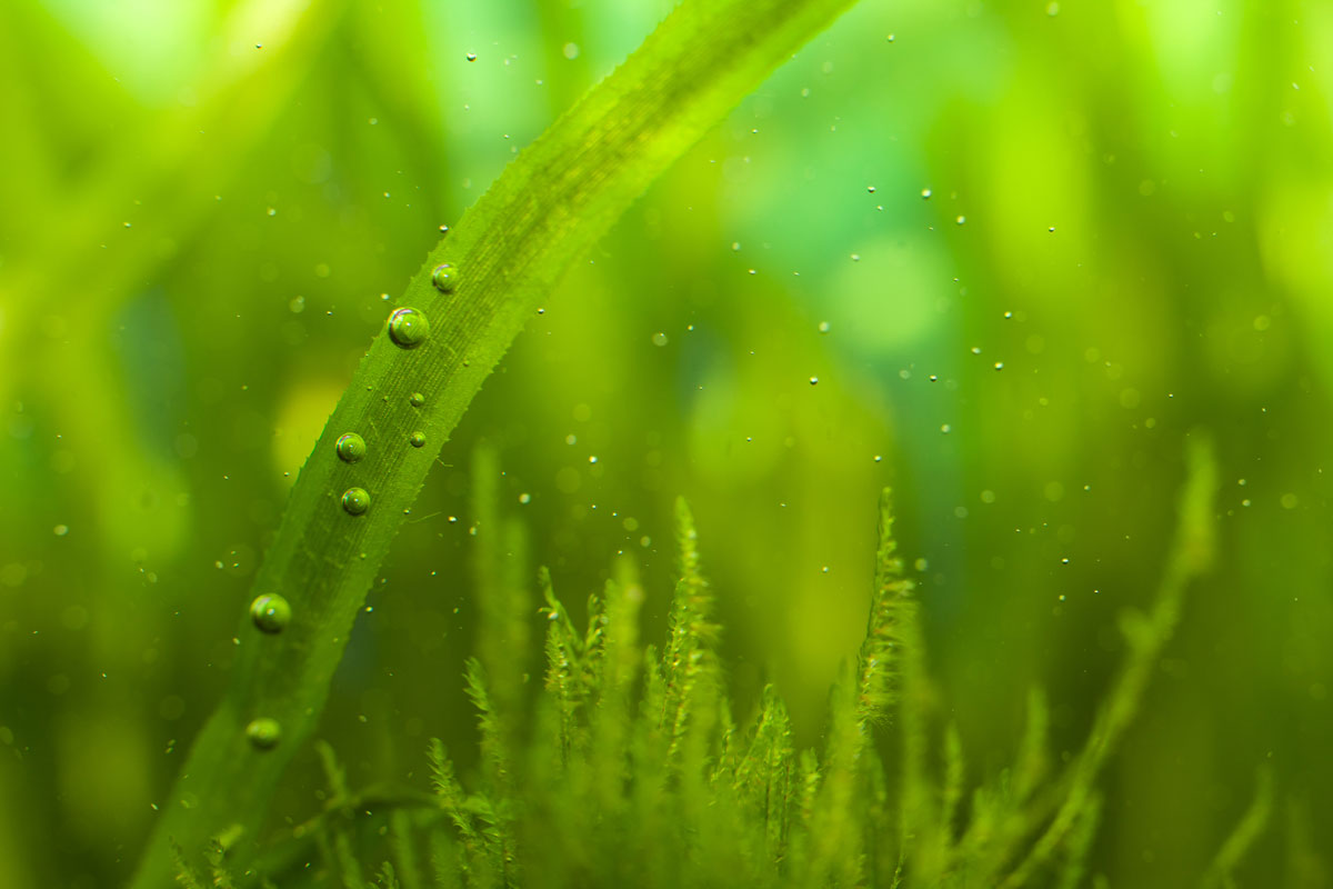 Nano Aquarium Algen entfernen