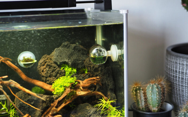 CO2 Dauertest Aquarium