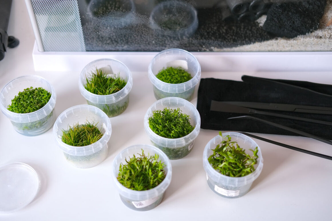 Kies, Sand oder Soil? Nano Aquarium Stuff