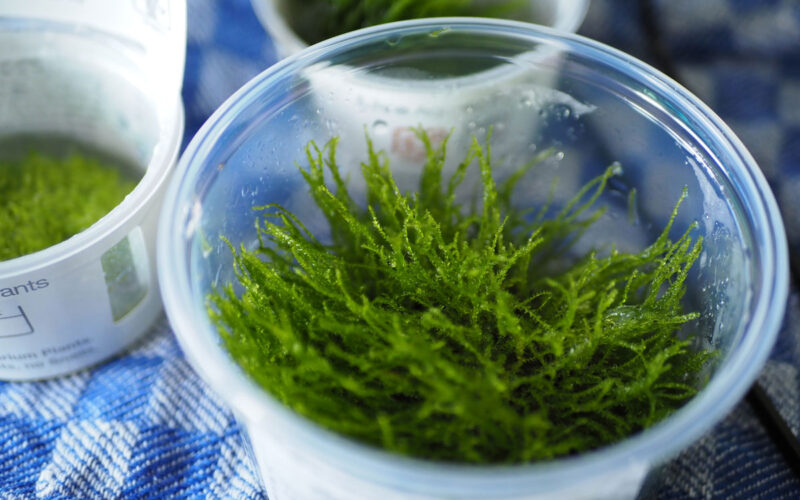 Nano Aquarium Moos