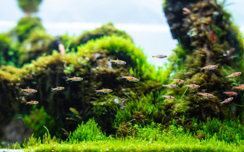 Fische im Nanoaquarium