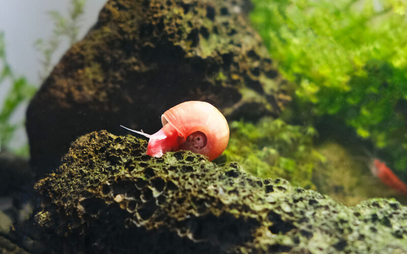 Posthornschnecke Nano Aquarium