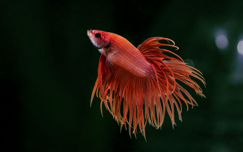 betta splendens rot