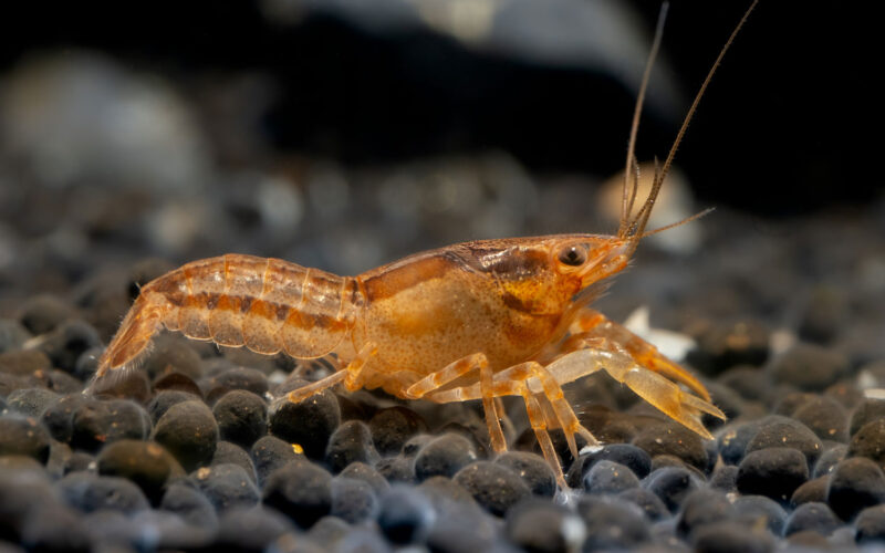 Cambarellus patzcuarensis nano aquarium