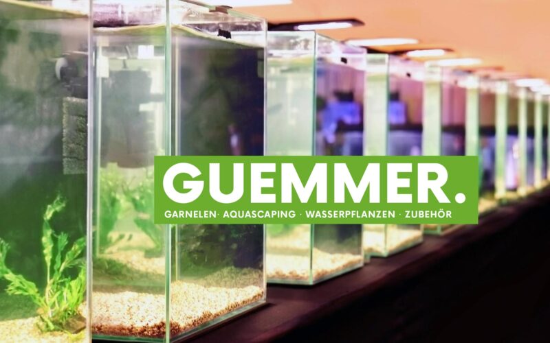 GarnelenGuemmer xl