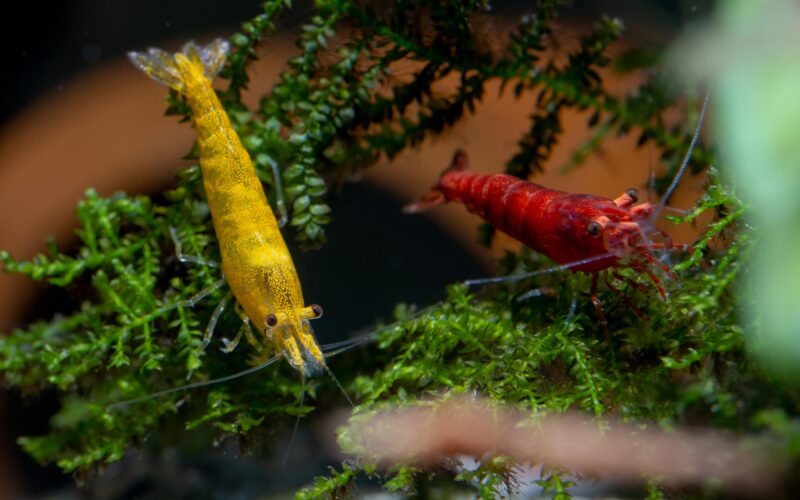 Neocaridina davidi Arten